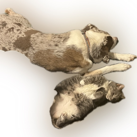 ⭐️LIVE SHOW LISTING⭐️ - Picture 3 of 10